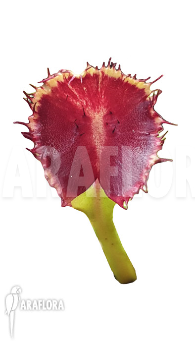 Dionaea muscipula &lsquo;Avatar&rsquo;