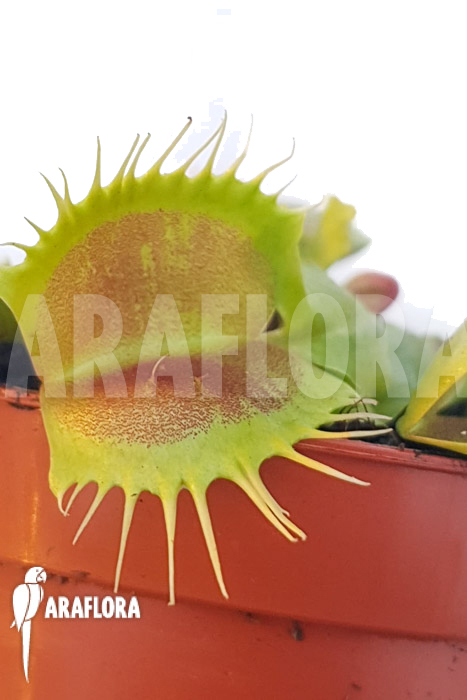 Dionaea muscipula &lsquo;One and only 01&rsquo;