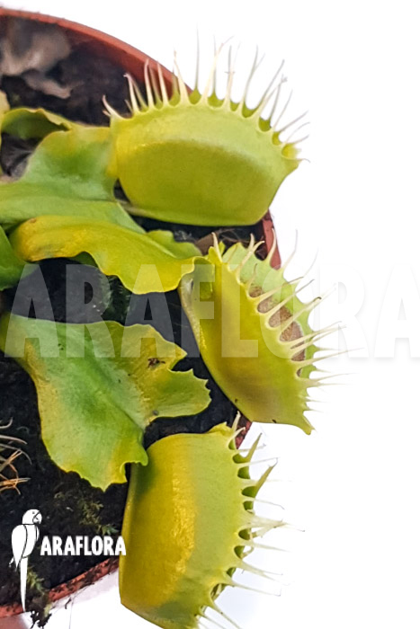 Dionaea muscipula &lsquo;One and only 01&rsquo;