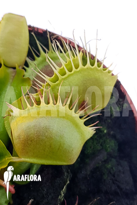 Dionaea muscipula &lsquo;One and only 01&rsquo;