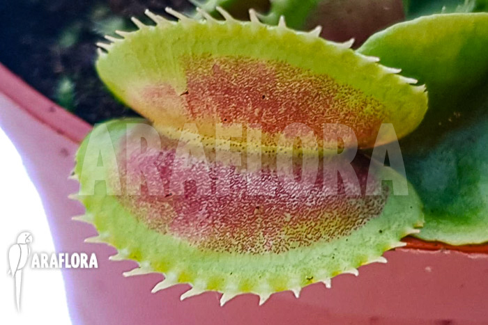 Dionaea muscipula &lsquo;One and only 02&rsquo;