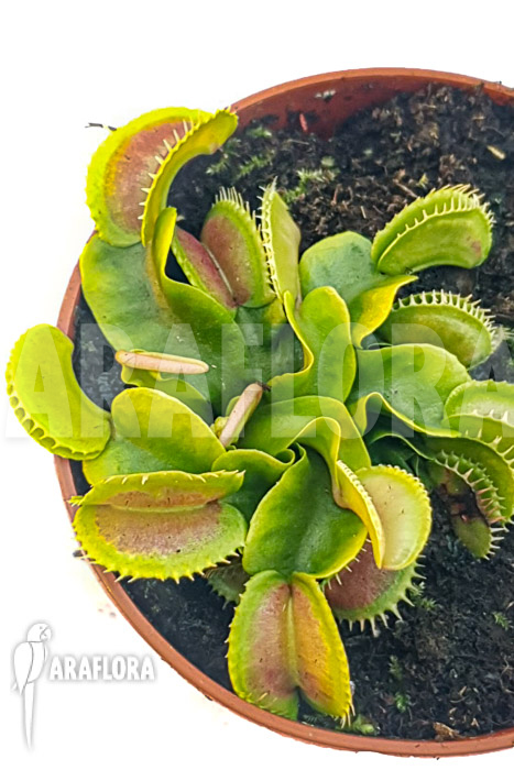 Dionaea muscipula &lsquo;One and only 02&rsquo;