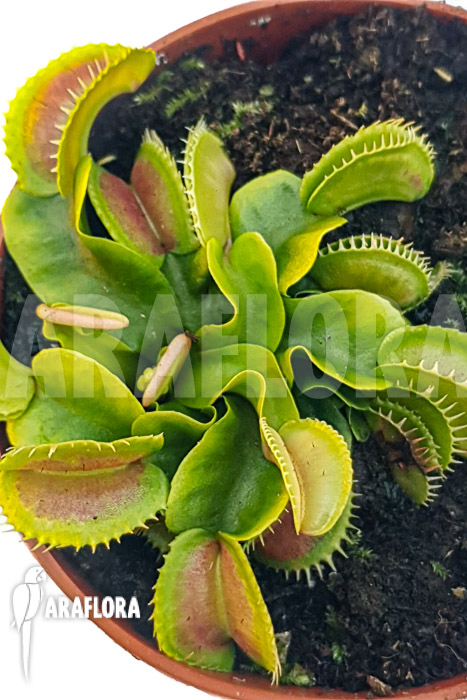 Dionaea muscipula &lsquo;One and only 02&rsquo;