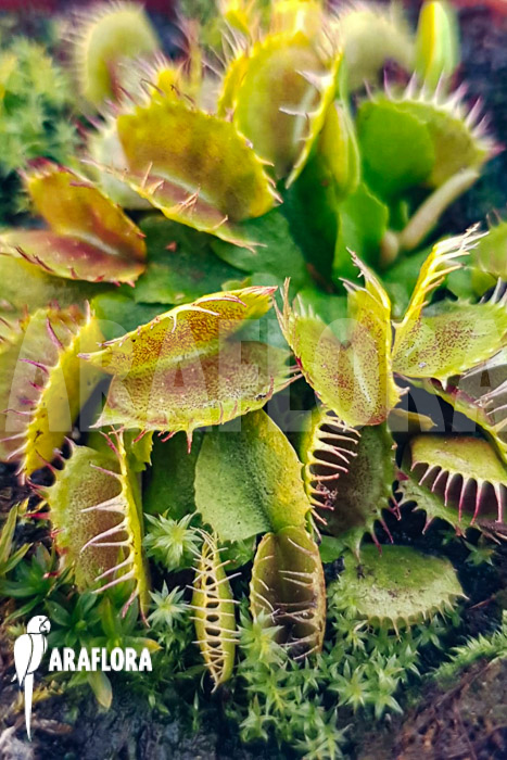 Dionaea muscipula &lsquo;One and only 03&rsquo;