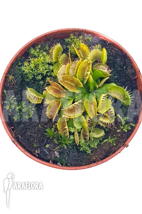 Dionaea muscipula &lsquo;One and only 03&rsquo;