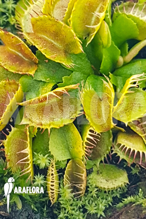 Dionaea muscipula &lsquo;One and only 03&rsquo;