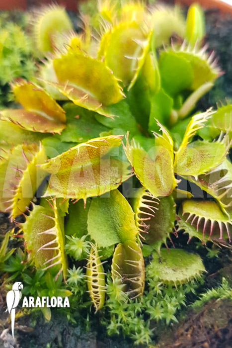 Dionaea muscipula &lsquo;One and only 03&rsquo;