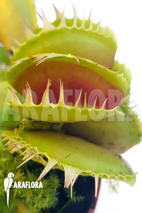 Dionaea muscipula &lsquo;One and only 04&rsquo;