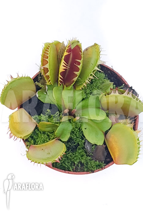 Dionaea muscipula &lsquo;One and only 04&rsquo;