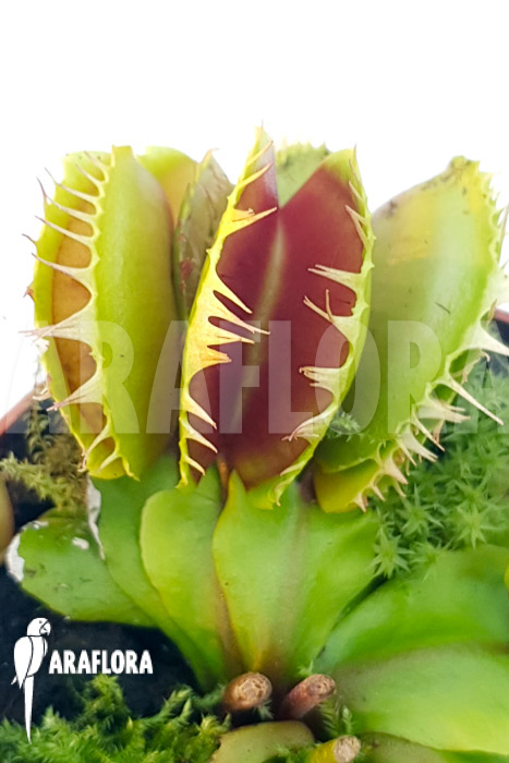 Dionaea muscipula &lsquo;One and only 04&rsquo;