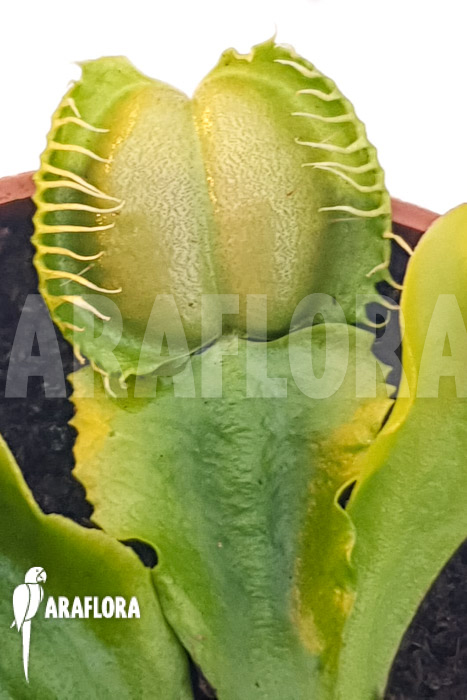 Dionaea muscipula &lsquo;One and only 05&rsquo;