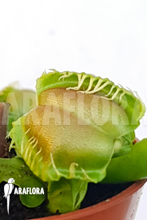 Dionaea muscipula &lsquo;One and only 05&rsquo;