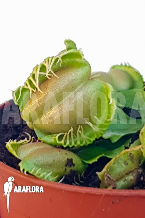 Dionaea muscipula &lsquo;One and only 05&rsquo;