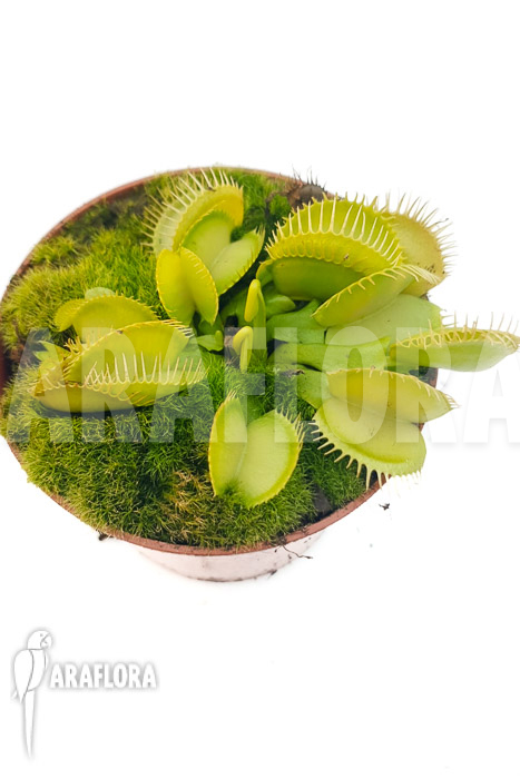 Dionaea muscipula &lsquo;One and only 06&rsquo;