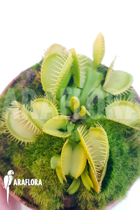 Dionaea muscipula &lsquo;One and only 06&rsquo;