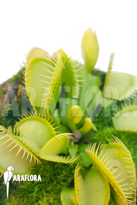 Dionaea muscipula &lsquo;One and only 06&rsquo;