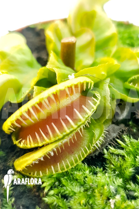 Dionaea muscipula &lsquo;One and only 07&rsquo;