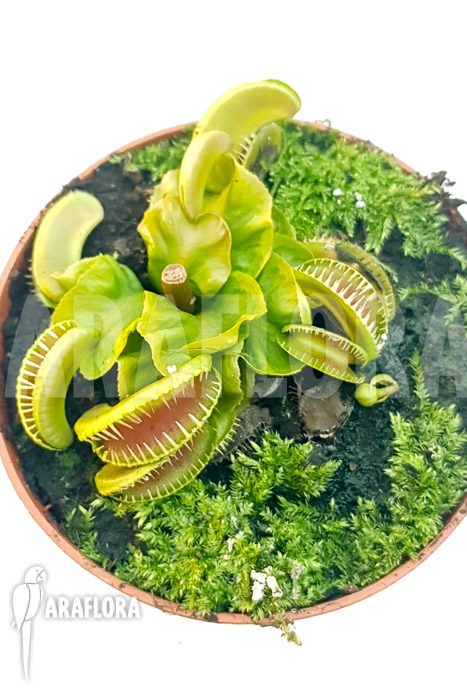 Dionaea muscipula &lsquo;One and only 07&rsquo;