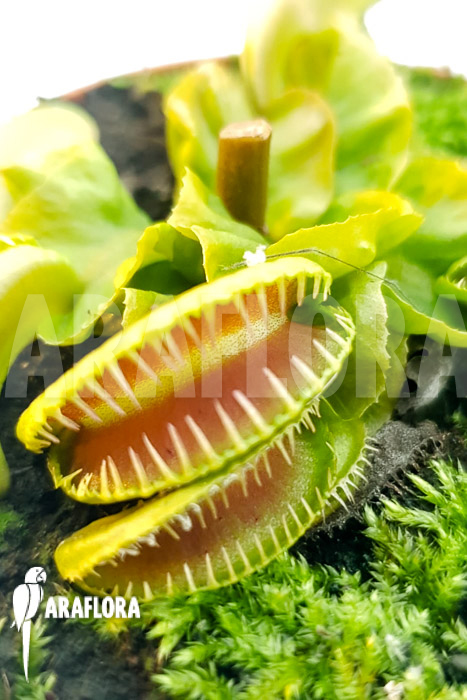 Dionaea muscipula &lsquo;One and only 07&rsquo;