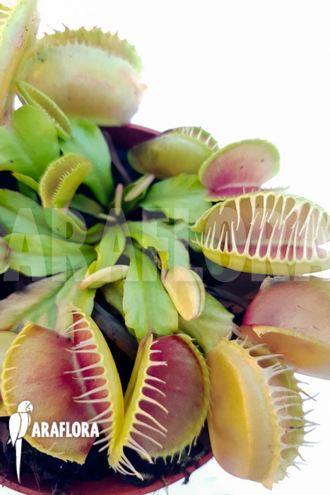 Dionaea muscipula &lsquo;One and only 08&rsquo;