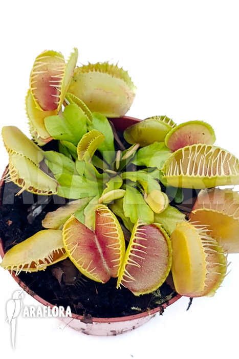 Dionaea muscipula &lsquo;One and only 08&rsquo;