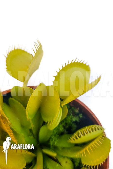 Dionaea muscipula &lsquo;One and only 09&rsquo;