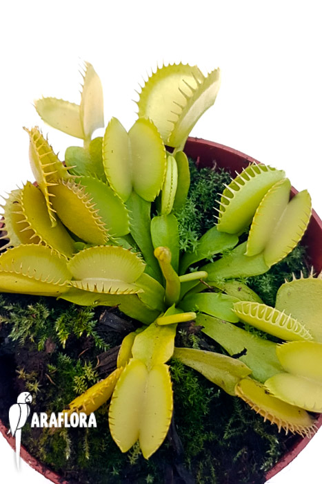 Dionaea muscipula &lsquo;One and only 09&rsquo;
