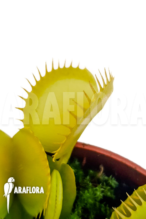 Dionaea muscipula &lsquo;One and only 09&rsquo;