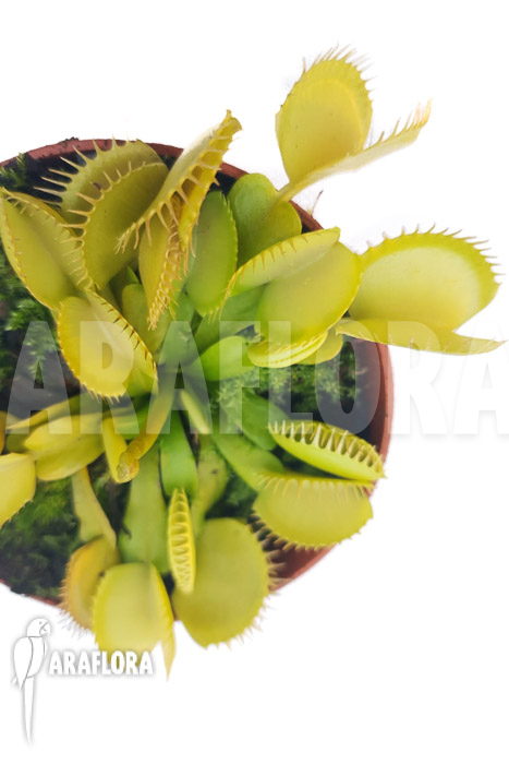Dionaea muscipula &lsquo;One and only 09&rsquo;