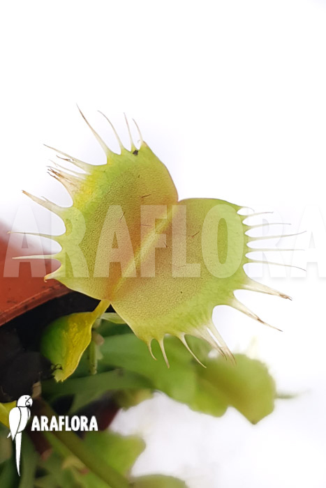 Dionaea muscipula &lsquo;One and only 10&rsquo;