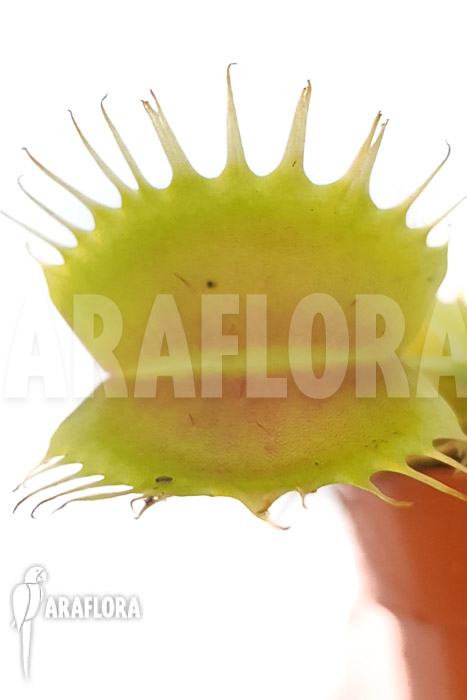 Dionaea muscipula &lsquo;One and only 10&rsquo;