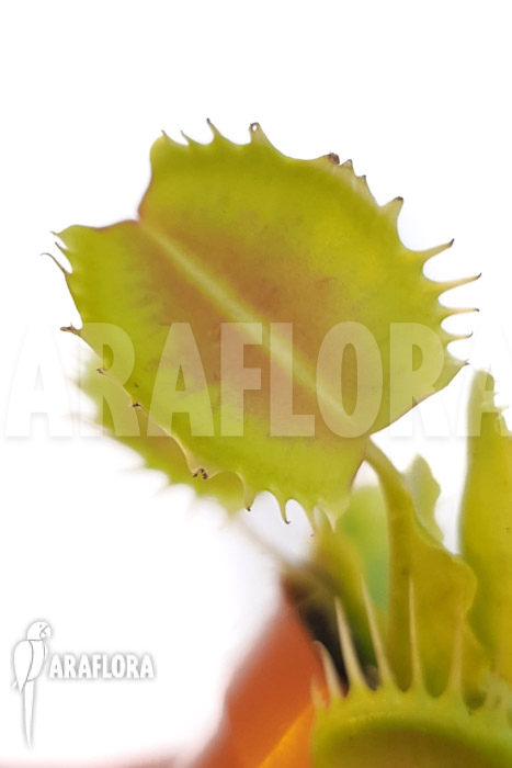 Dionaea muscipula &lsquo;One and only 10&rsquo;