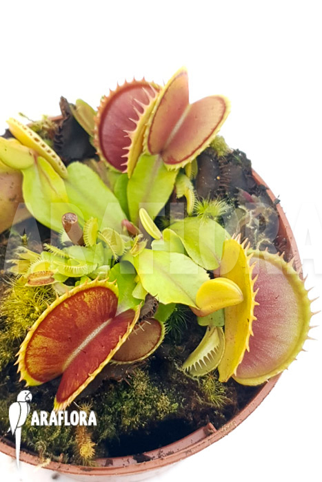 Dionaea muscipula &lsquo;One and only 11&rsquo;
