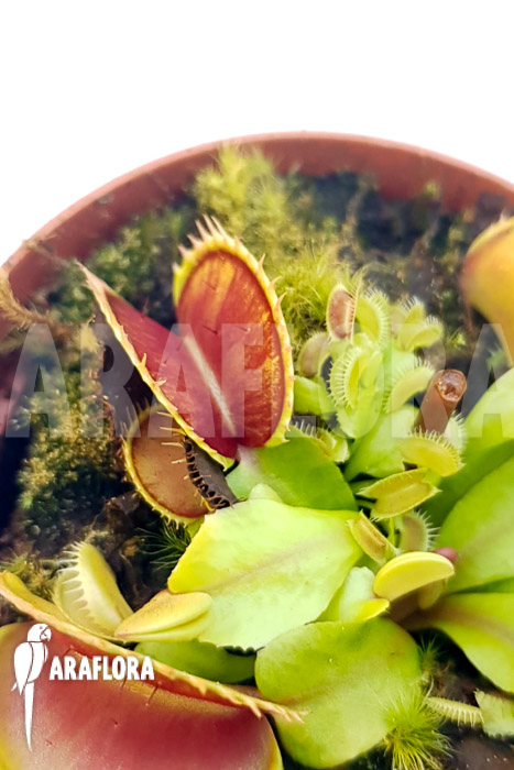 Dionaea muscipula &lsquo;One and only 11&rsquo;