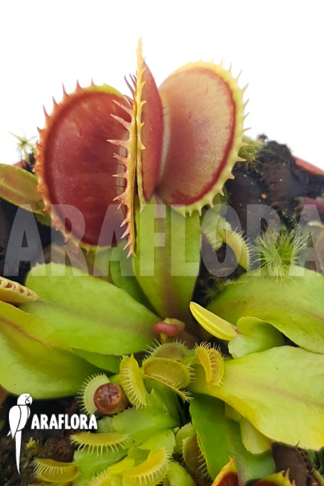 Dionaea muscipula &lsquo;One and only 11&rsquo;