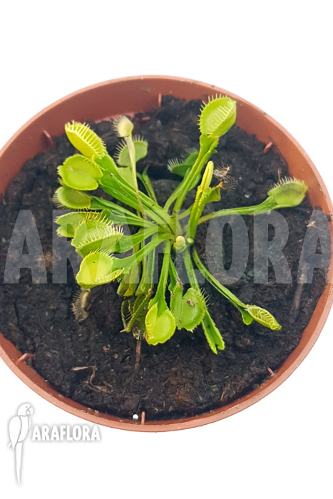 Dionaea muscipula &lsquo;One and only 12&rsquo;