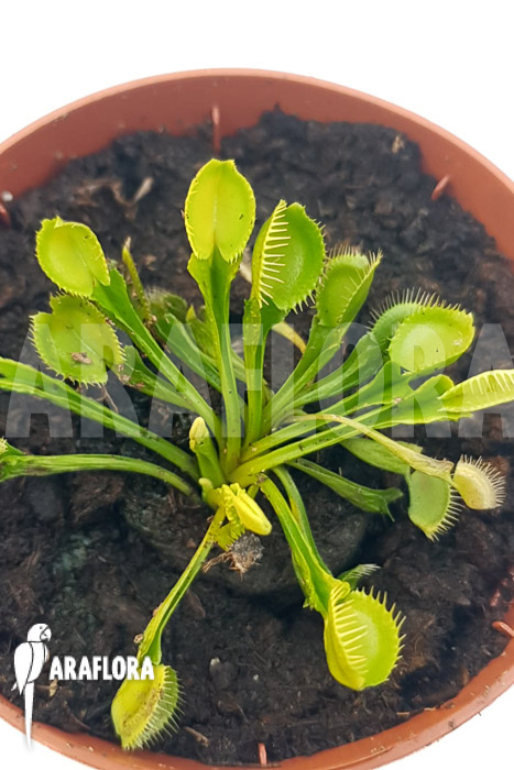 Dionaea muscipula &lsquo;One and only 12&rsquo;