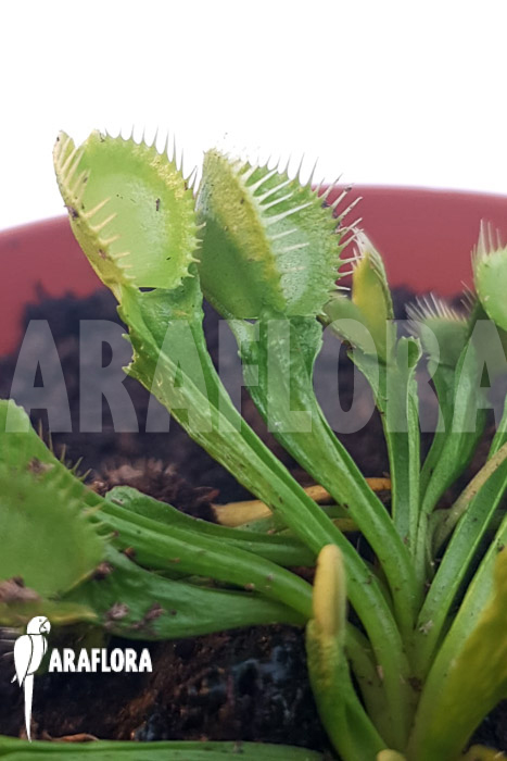 Dionaea muscipula &lsquo;One and only 12&rsquo;