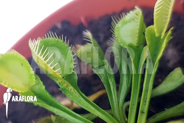 Dionaea muscipula &lsquo;One and only 12&rsquo;