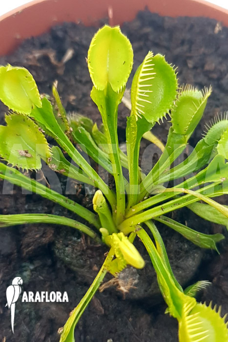 Dionaea muscipula &lsquo;One and only 12&rsquo;