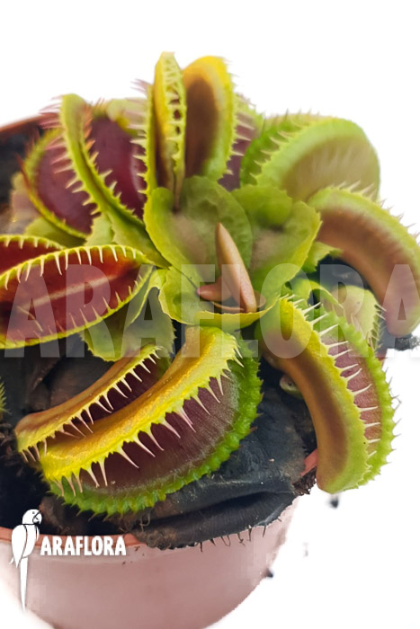 Dionaea muscipula &lsquo;One and only 13&rsquo;