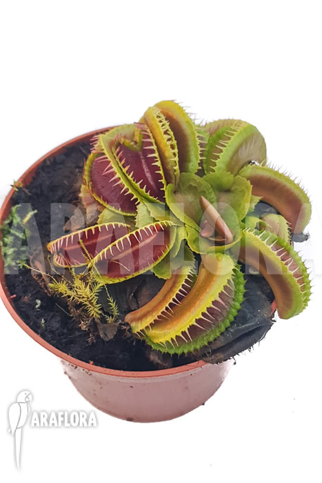 Dionaea muscipula &lsquo;One and only 13&rsquo;