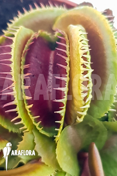 Dionaea muscipula &lsquo;One and only 13&rsquo;