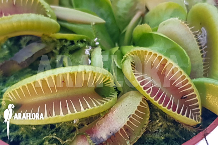 Dionaea muscipula &lsquo;One and only 14&rsquo;