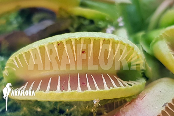 Dionaea muscipula &lsquo;One and only 14&rsquo;