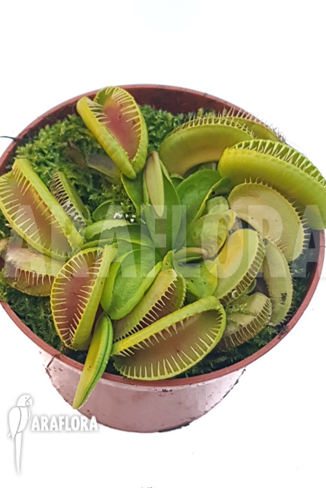 Dionaea muscipula &lsquo;One and only 14&rsquo;