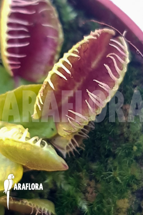 Dionaea muscipula &lsquo;One and only 15&rsquo;