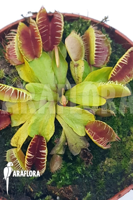 Dionaea muscipula &lsquo;One and only 15&rsquo;