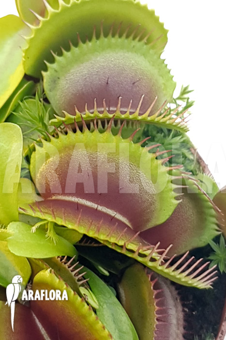 Dionaea muscipula &lsquo;One and only 16&rsquo;