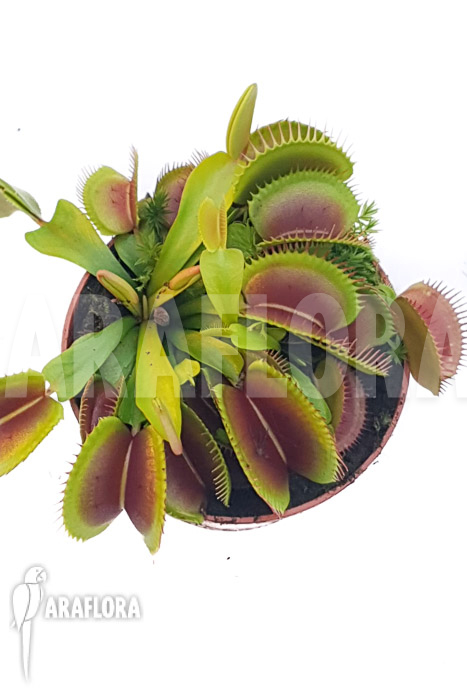 Dionaea muscipula &lsquo;One and only 16&rsquo;